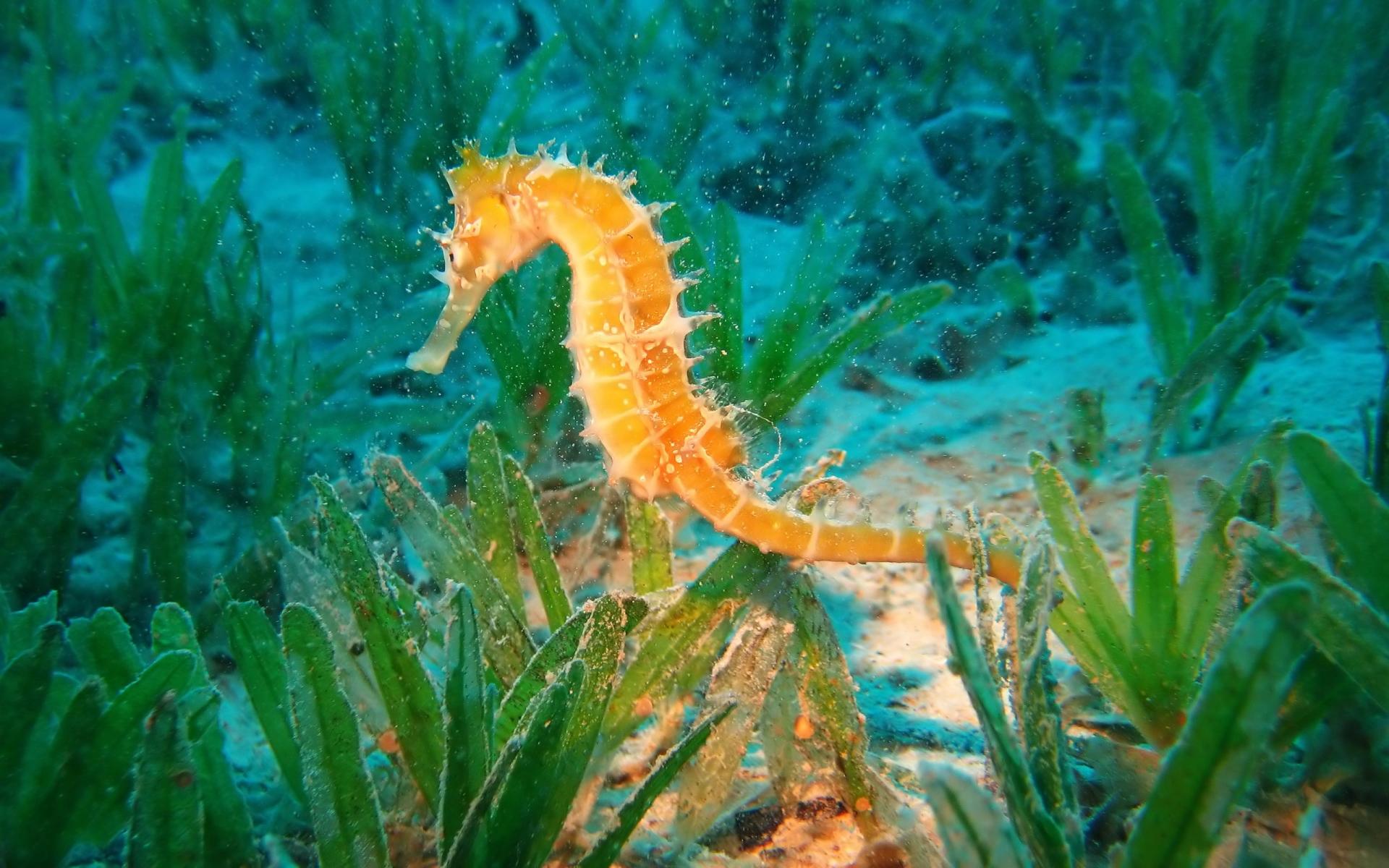 Seahorse wallpapers HD quality