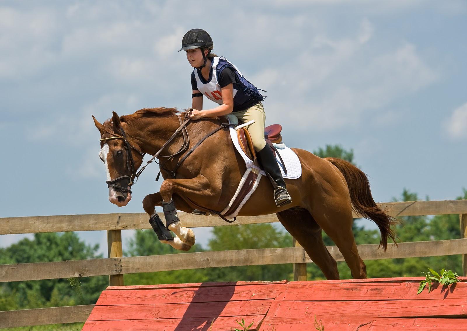 Show Jumping at 1152 x 864 size wallpapers HD quality