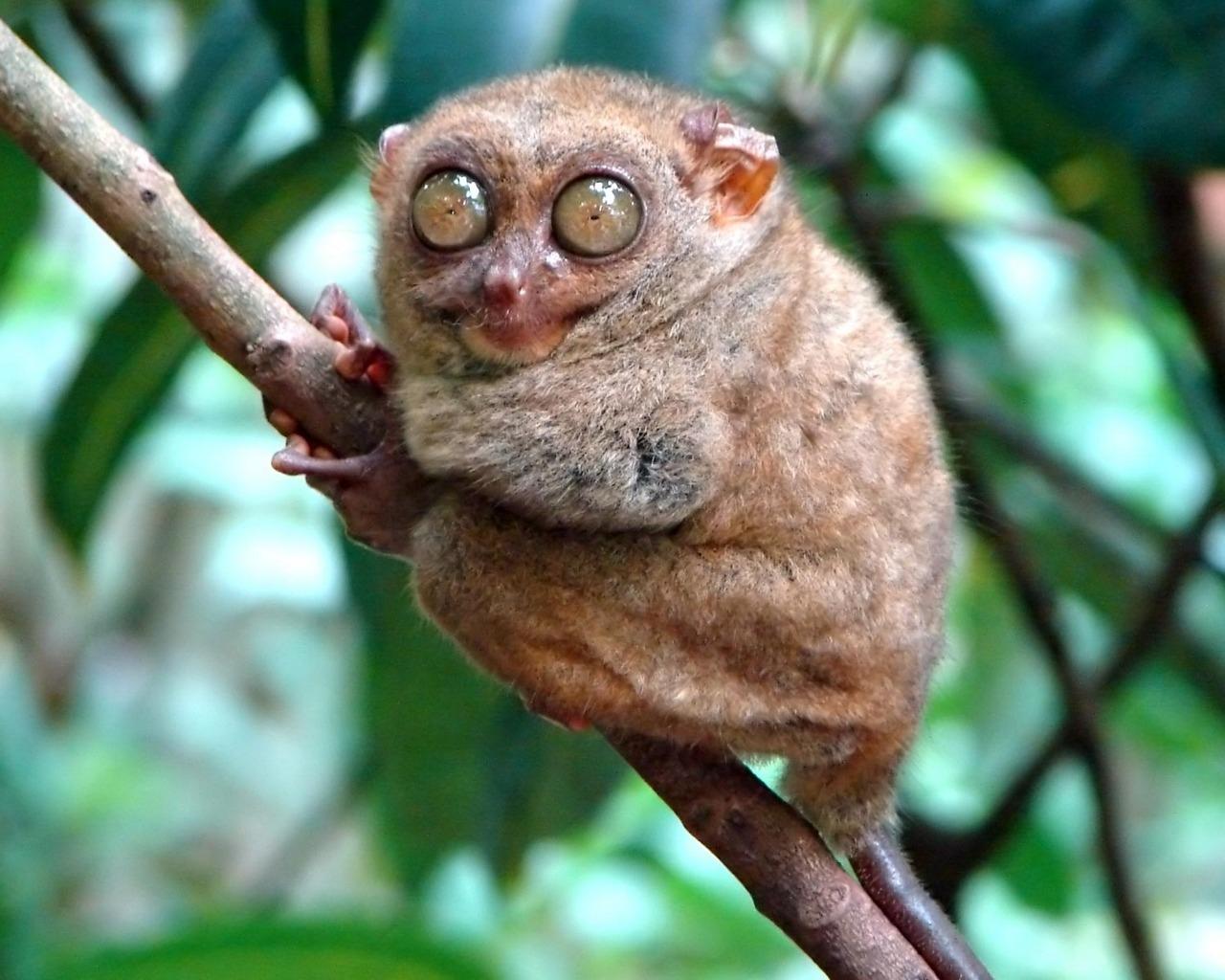 Tarsier at 320 x 480 iPhone size wallpapers HD quality