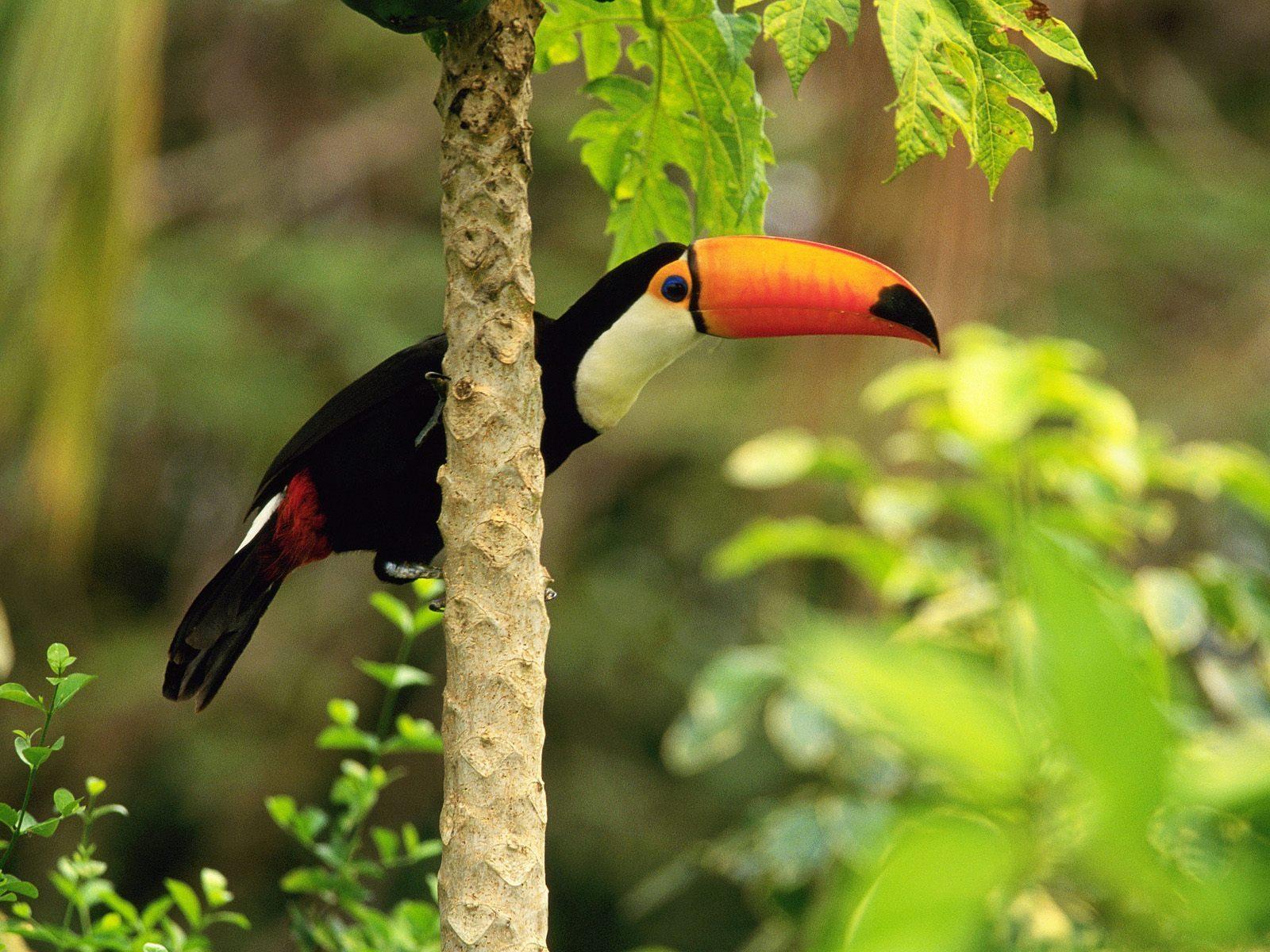 Toco Toucan at 1280 x 960 size wallpapers HD quality
