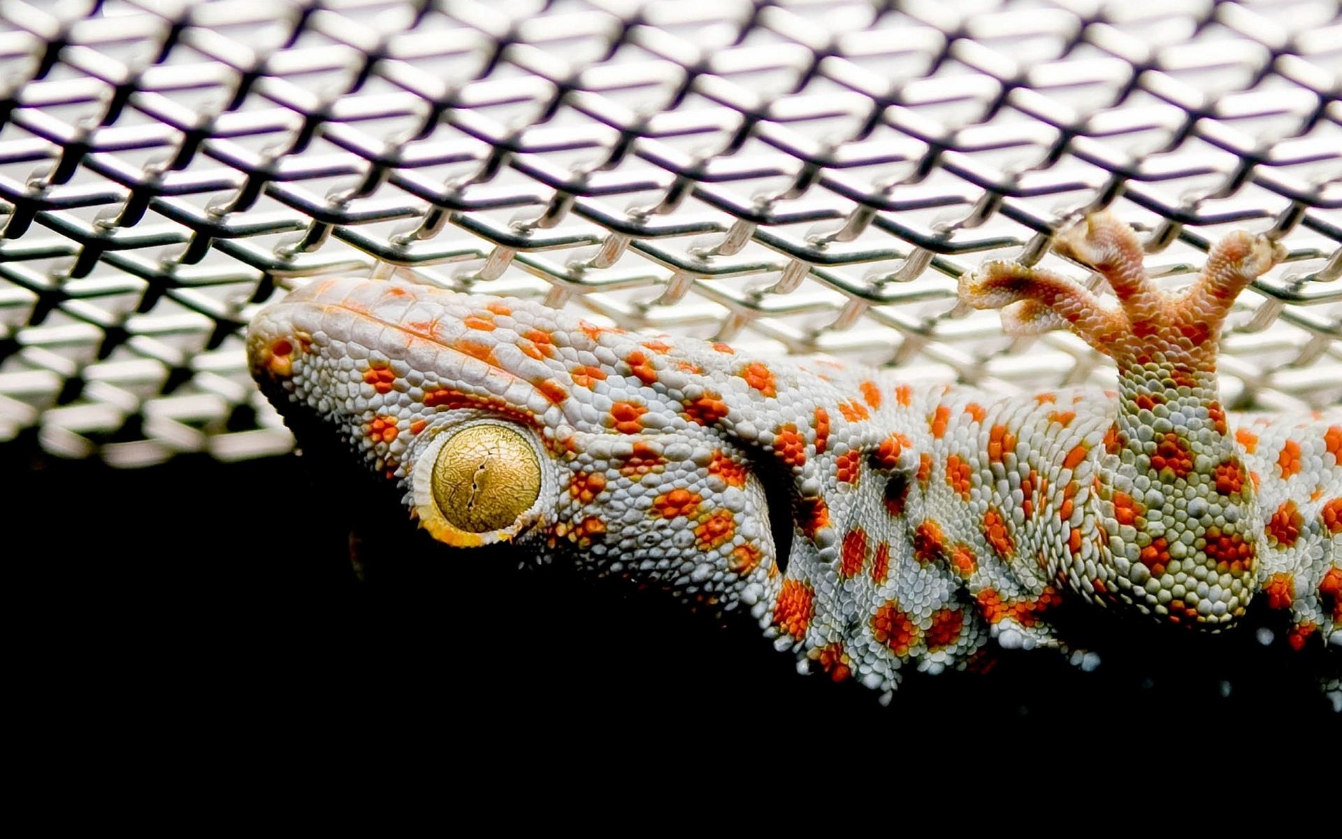 Tokay Gecko at 640 x 1136 iPhone 5 size wallpapers HD quality