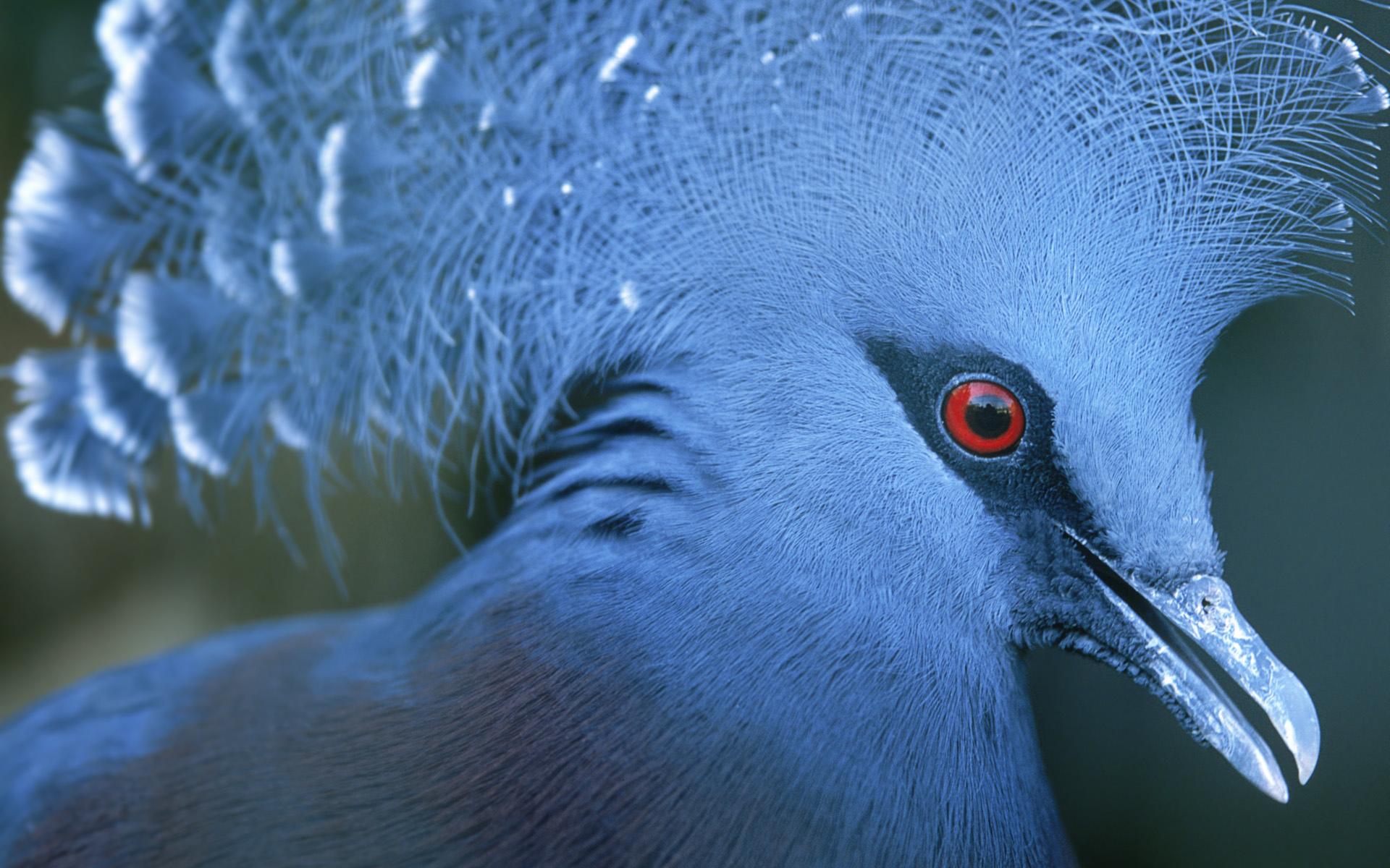 Victoria Crowned Pigeon at 640 x 960 iPhone 4 size wallpapers HD quality