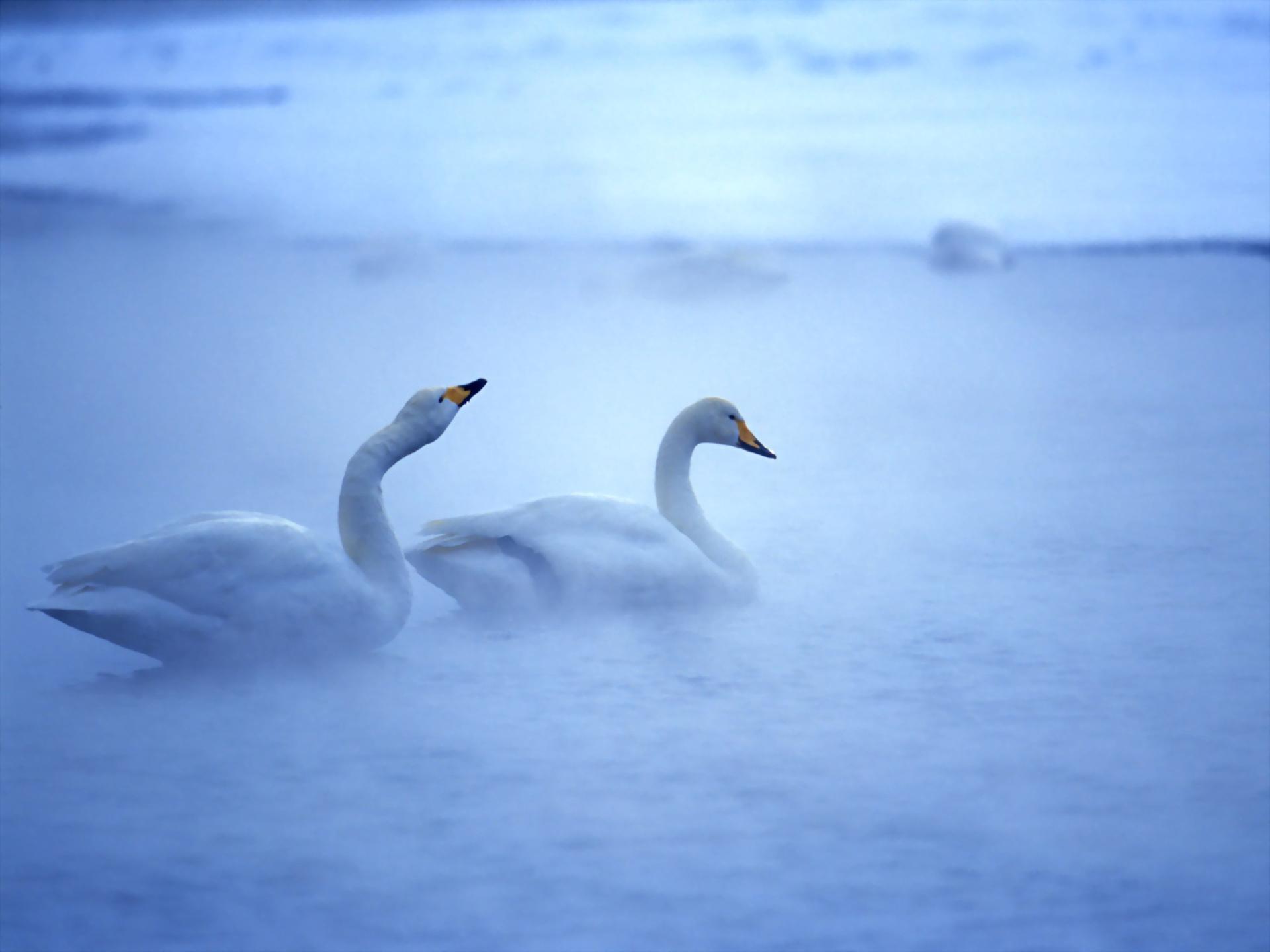 Whooper Swan at 640 x 960 iPhone 4 size wallpapers HD quality