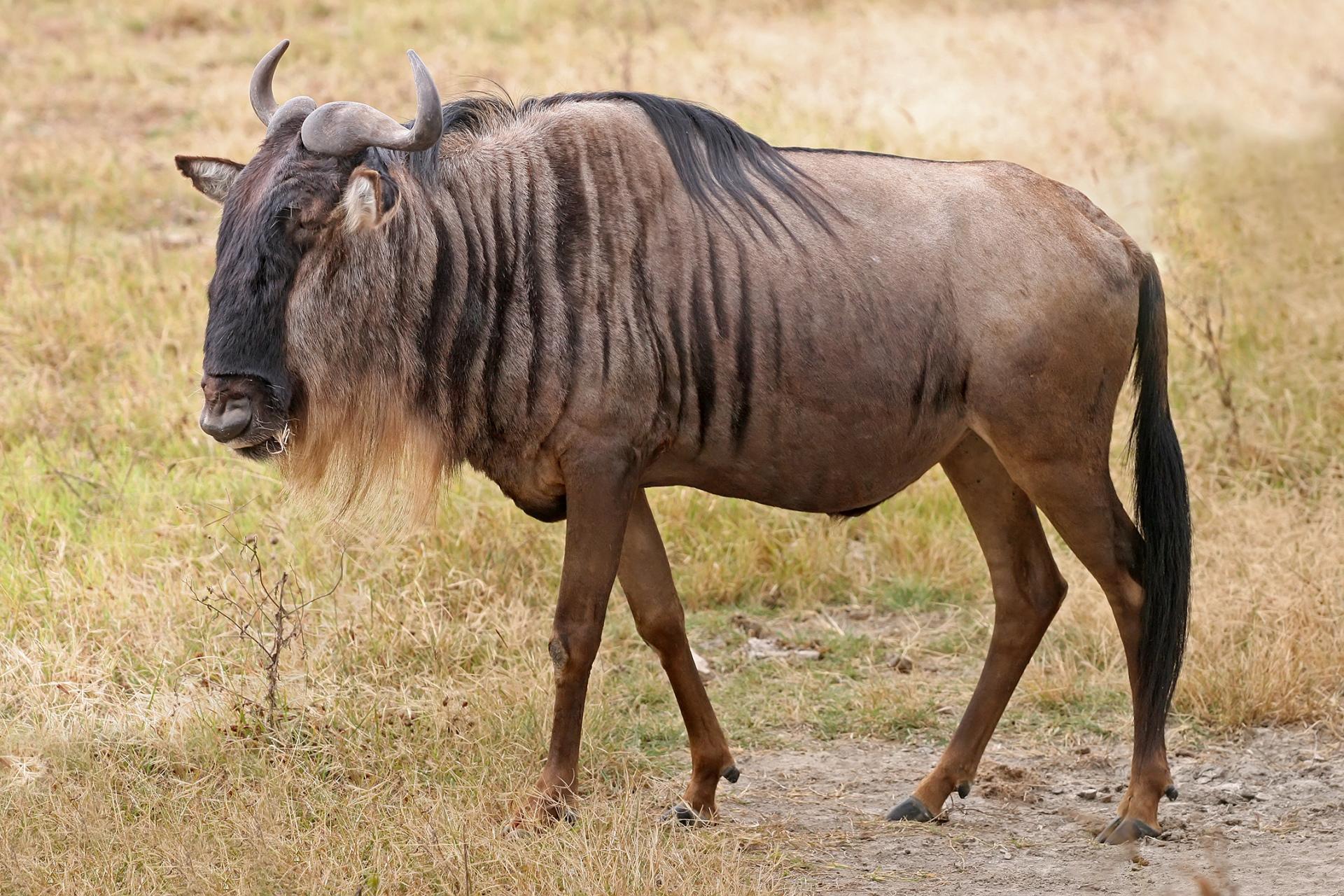 Wildebeest at 1152 x 864 size wallpapers HD quality
