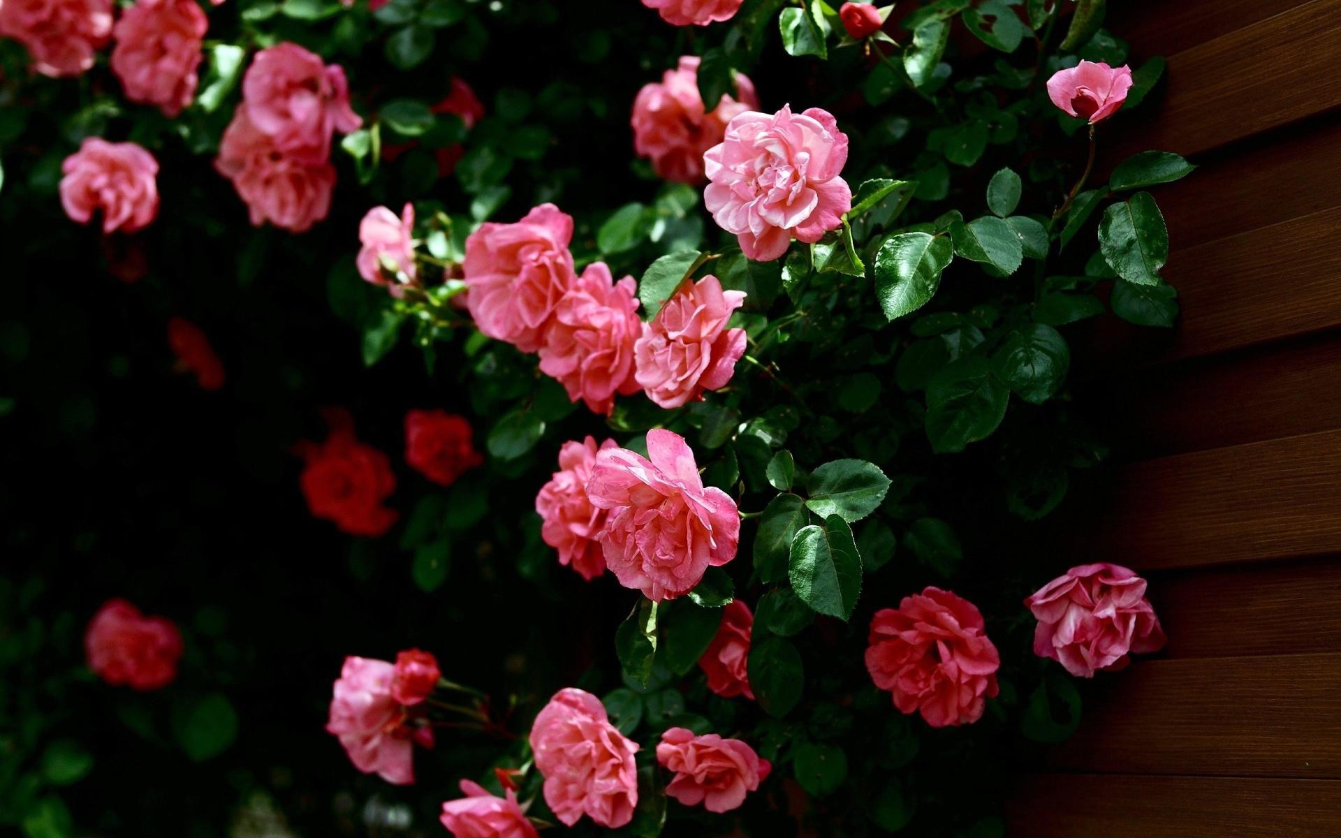 Rose Bush Wallpaper HD Download