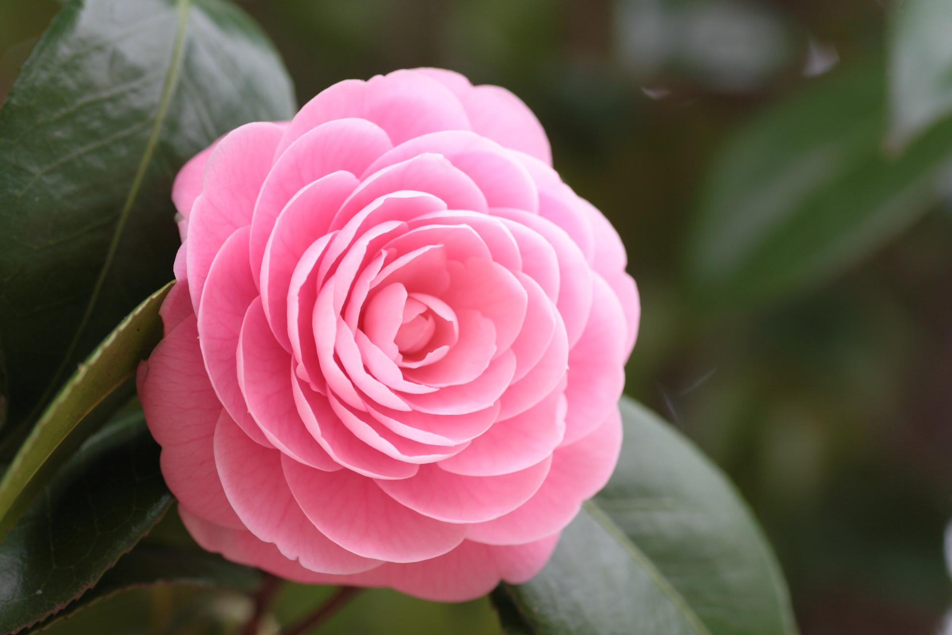 Camellia Wallpaper HD Download