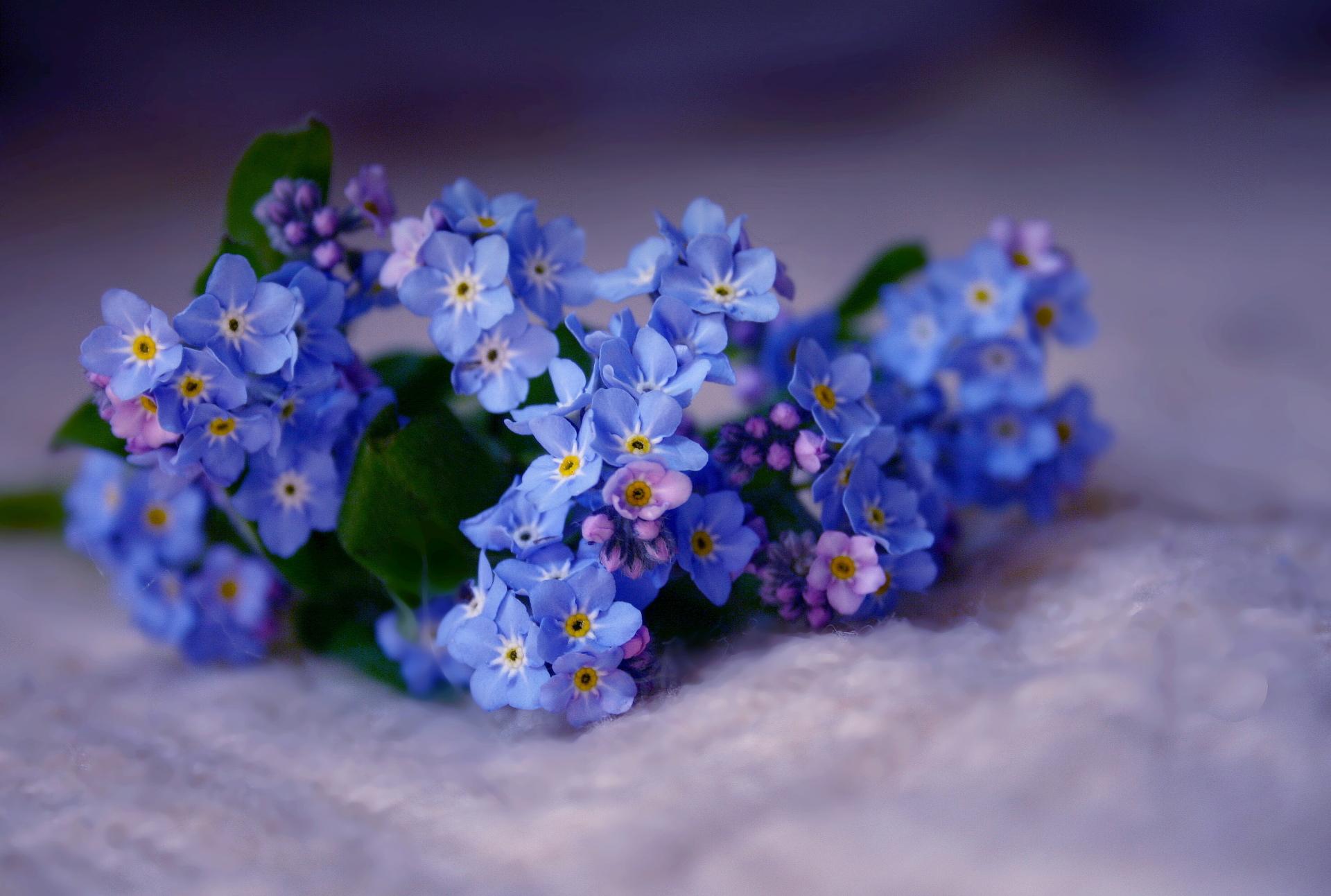 Forget-Me-Not Wallpaper HD Download