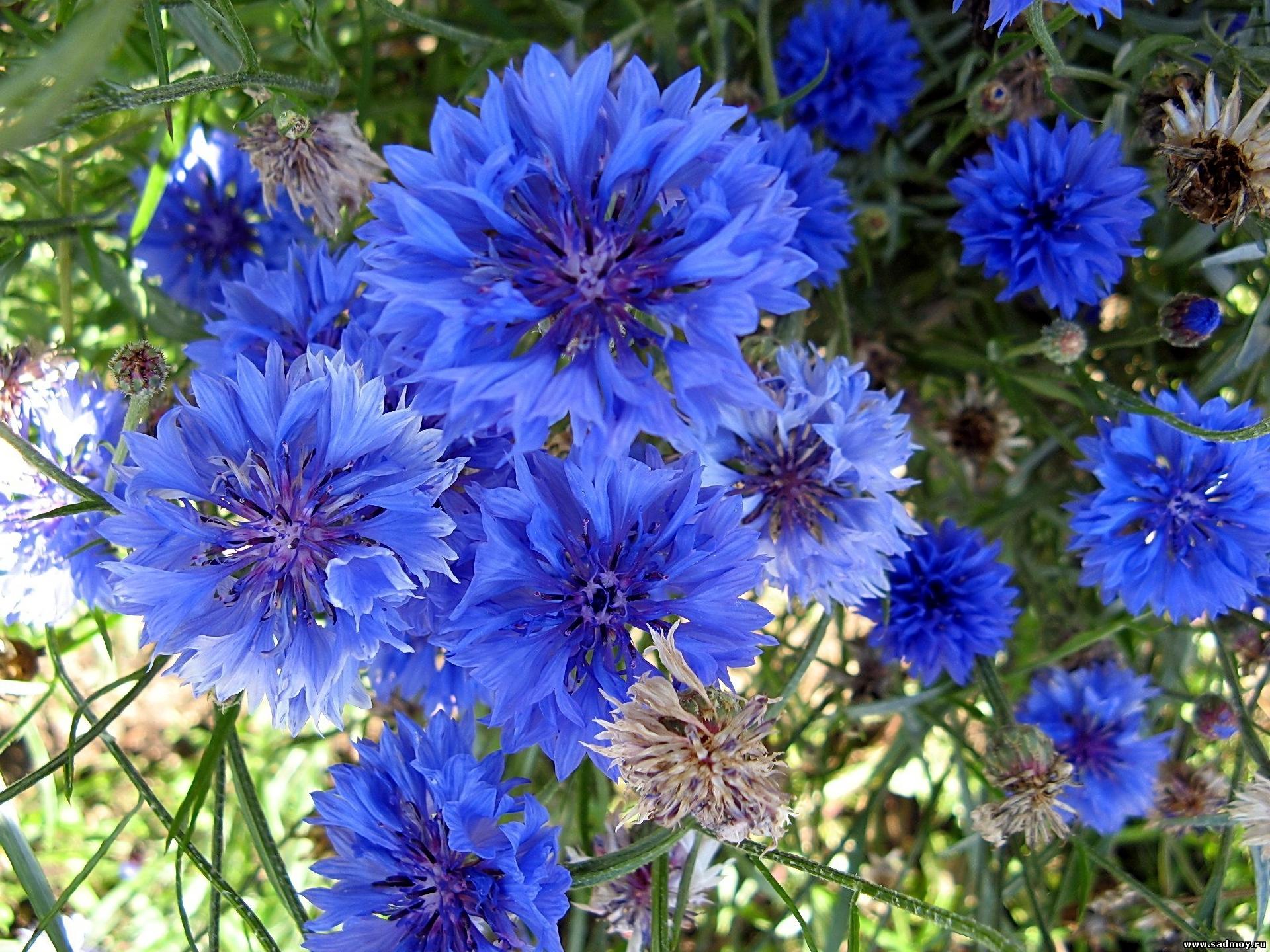 Cornflower Wallpaper HD Download