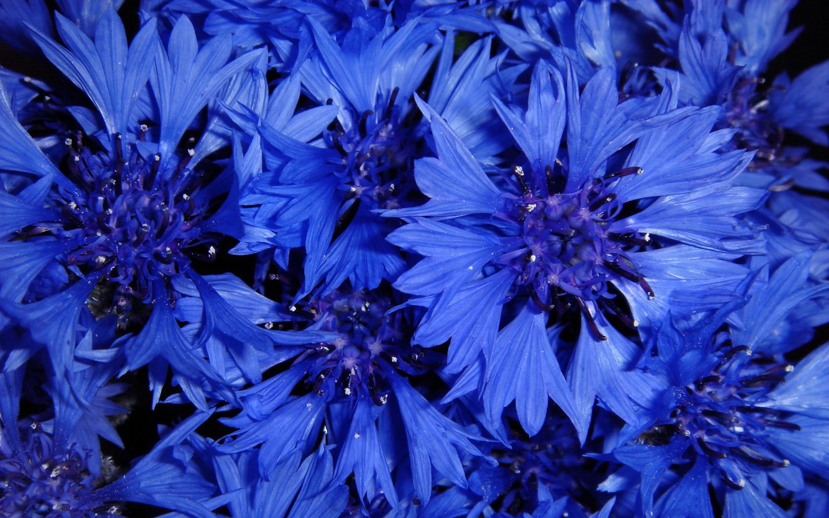 Cornflower Wallpaper HD Download