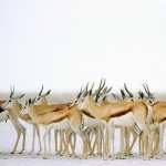 Antelope new wallpaper