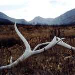 Antler Photography PC wallpapers