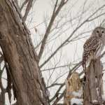 Barred Owl free wallpapers