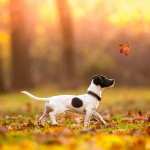 Jack Russell Terrier PC wallpapers