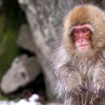 Japanese Macaque widescreen