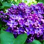 Lilac hd pics