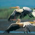Pelican photos