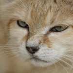 Sand Cat wallpapers for android