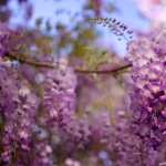 Wisteria wallpapers for iphone
