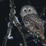 Barred Owl high definition photo