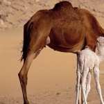 Camel widescreen