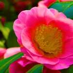 Camellia pic