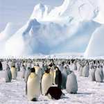 Emperor Penguin hd desktop