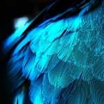 Feather Photography full hd