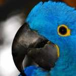 Hyacinth Macaw high definition photo