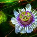 Passion Flower images