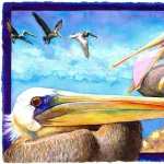 Pelican new wallpapers