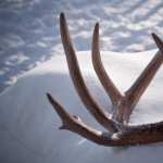Antler Photography wallpapers for android