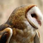 Barn Owl hd pics