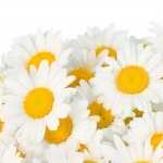 Camomile new wallpapers