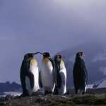 Emperor Penguin wallpapers for android