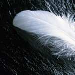 Feather Photography pic