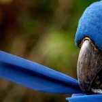 Hyacinth Macaw new photos