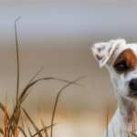 Jack Russell Terrier new wallpaper