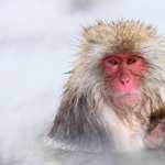 Japanese Macaque wallpapers for iphone
