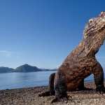 Komodo Dragon wallpapers for android