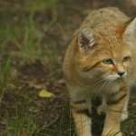 Sand Cat wallpapers