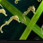 Seahorse wallpapers for android