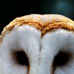 Barn Owl desktop wallpaper