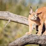 Caracal pic