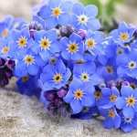 Forget-Me-Not full hd