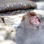 Japanese Macaque photos