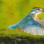Kingfisher new wallpapers