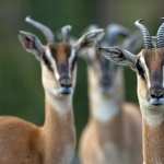 Antelope pic