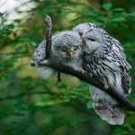 Barred Owl high definition wallpapers