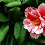 Camellia wallpapers for android