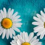 Camomile PC wallpapers